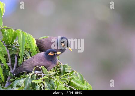 Due Mynas comuni sull'albero, Acristheres tristis, Kolkata, India Foto Stock