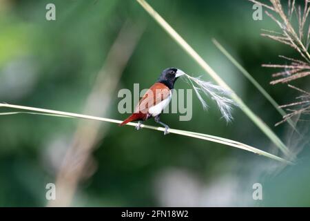 munia tricolore, Lonchura malacca, Rajarhat, Kolkata, Bengala Occidentale, India Foto Stock