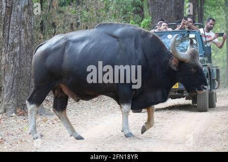 Gaur indiano, Gaurus di Bos, Kanha, Madhya Pradesh, India Foto Stock