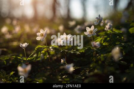 Fiore primaverile Anemone nemorosa primo piano nella foresta. Foto Stock