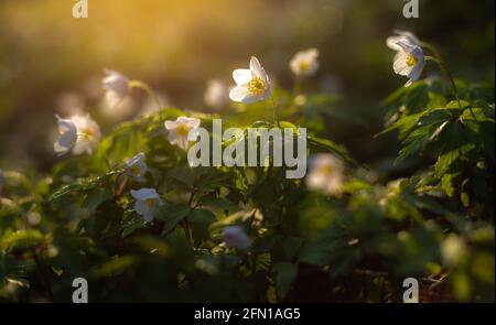 Fiore anemone in legno da vicino. Fiore primaverile Anemone nemorosa. Foto Stock