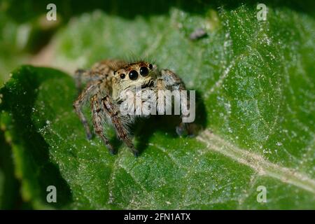 Femmina Carrhotus xantogramma (ragno di salto) su una foglia Foto Stock