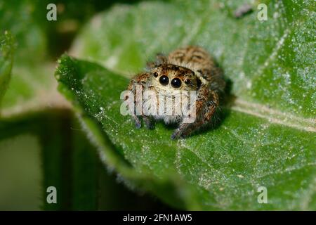 Femmina Carrhotus xantogramma (ragno di salto) su una foglia Foto Stock