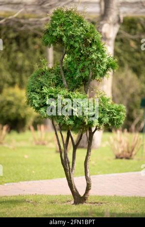 Thuja bonsai nella zona del parco sull'erba verde. Foto Stock