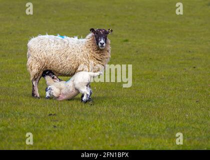 Giovane agnello che si nutre di sua madre Foto Stock