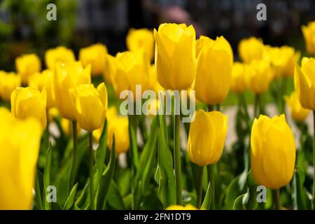 Tulipano giallo nel campo. Un grande germoglio di un fiore giallo. Sfondo di primavera. Tulipani in giardino. Fioritura stagionale di fiori primaverili. Primo piano. Foto Stock