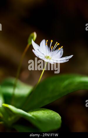 Fiore bianco singolo del Chickweed-wintergreen conosciuto anche come Artico Starflower Trientalis europaea o Lysimacia europaea in legno Foto Stock