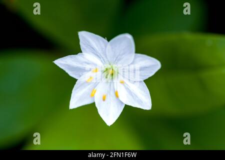 Fiore bianco singolo del Chickweed-wintergreen conosciuto anche come Artico Starflower Trientalis europaea o Lysimacia europaea in legno Foto Stock