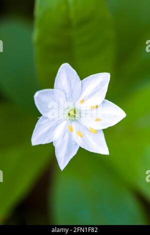 Fiore bianco singolo del Chickweed-wintergreen conosciuto anche come Artico Starflower Trientalis europaea o Lysimacia europaea in legno Foto Stock