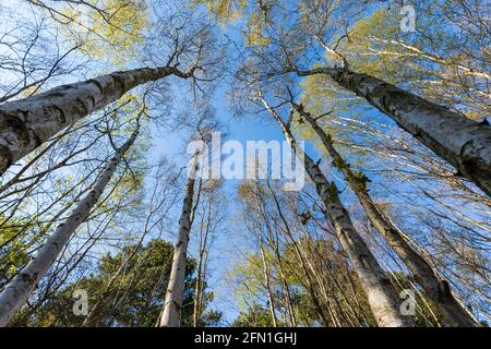 Vista diretta verso il cielo in un bosco di betulla. Alberi argentati torreggianti con alcune foglie verdi in cima contro il cielo azzurro soleggiato. Primavera. Foto Stock