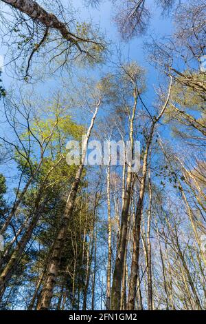 Vista diretta verso il cielo in un bosco di betulla. Alberi argentati torreggianti con alcune foglie verdi in cima contro il cielo azzurro soleggiato. Primavera. Foto Stock