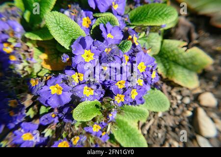 Fuoco selettivo di primote viola che crescono nel giardino in luce solare Foto Stock