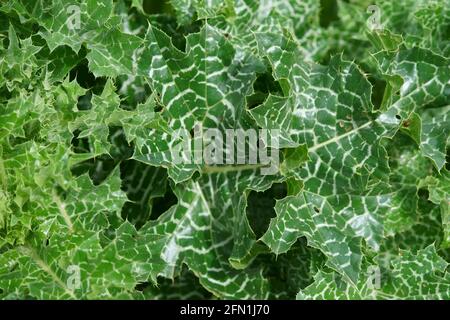 Foglia di latta Silybum marianum - Cardo Mariano, in San Giovanni d'Asso, Montalcino, Toscana, Italia Foto Stock