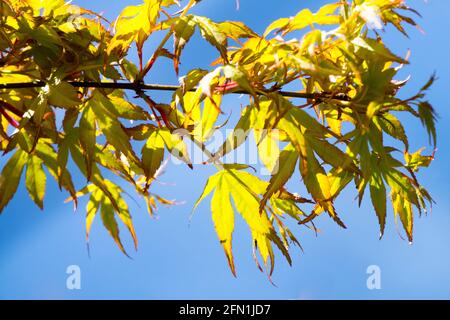 Acer palmatum Katsura foglie di primavera retroilluminate sul ramo Foto Stock