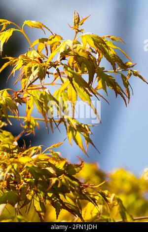 Foglie di primavera Acero Katsura albero Foliage Golden Japanese Maple Branch Foto Stock