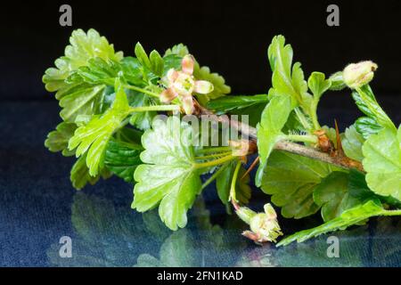 Un ramo di una bacca d'oca fiorita con foglie verdi su un tavolo con un riflesso. Fioritura in primavera su sfondo nero Foto Stock