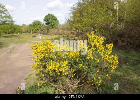 Gorse giallo brillante (Ulex) arbusto giallo-fiorito della famiglia dei piselli Foto Stock