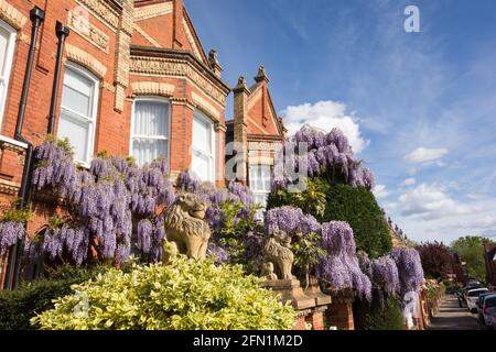 Statue di leoni sulle scuderie e i gatefali di Wisteria (Fabaceae) clad Lion Houses a Barnes, Londra, SW13, Regno Unito Foto Stock