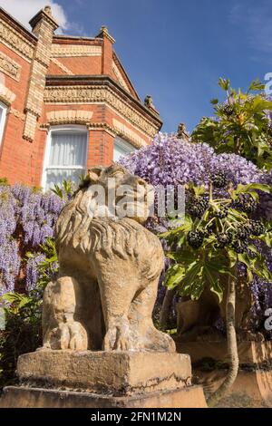 Statue di leoni sulle scuderie e i gatefali di Wisteria (Fabaceae) clad Lion Houses a Barnes, Londra, SW13, Regno Unito Foto Stock