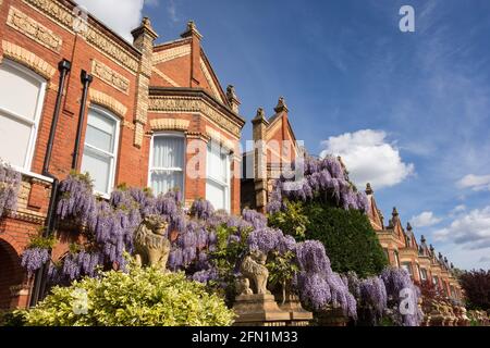 Statue di leoni sulle scuderie e i gatefali di Wisteria (Fabaceae) clad Lion Houses a Barnes, Londra, SW13, Regno Unito Foto Stock