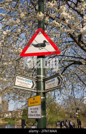 Attenzione al segnale stradale Ducks e alla fioritura dei ciliegi su un'isola di traffico, Barnes, Londra, SW13, Inghilterra, REGNO UNITO Foto Stock