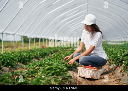 Vista laterale della donna che indossa il cappuccio bianco sta raccogliendo le fragole nel cestello bianco. La brunetta sta raccogliendo fragole in serra. Concetto di lavoro sul campo. Foto Stock