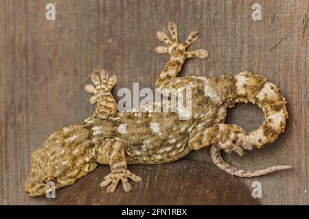 Tenerife muro gecko (Tarentola delalandii ), su superficie in legno, vista ravvicinata Foto Stock