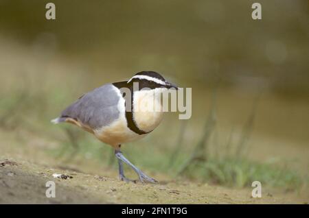 Plover egiziano, BI019565 Foto Stock