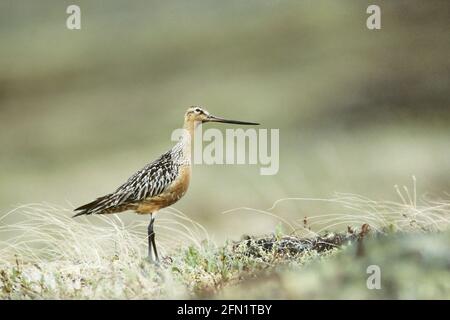 Bar Tailed Godwit on Breeding Grounds Limosa laponica Siberia, Russia BI027021 Foto Stock