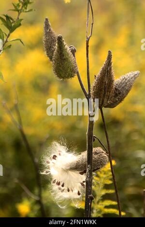 Semi di baccelli di una pianta di miglio in autunno Foto Stock