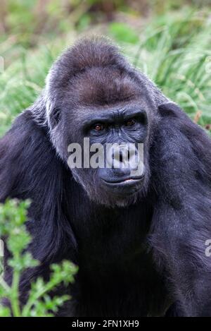 Western Lowland Gorilla un maschio africano argentback che si trova nella foresta pluviale tropicale dell'Africa, foto stock Foto Stock