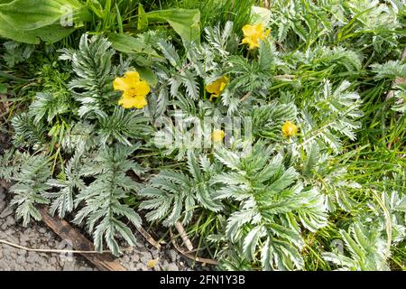 Silverweed (Potentilla anserina), una pianta perenne strisciante della famiglia Rosaceae con fiori gialli a maggio, Regno Unito Foto Stock