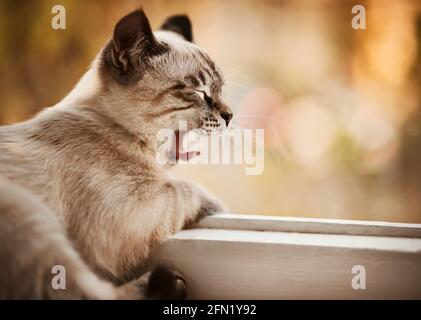 Un bel simpatico cucciolo tabby giace sul davanzale bianco vicino alla finestra aperta e sbadiglia dolcemente, illuminato dalla luce del giorno. Foto Stock