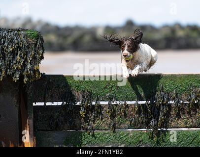 Welsh Springer sulla spiaggia Foto Stock