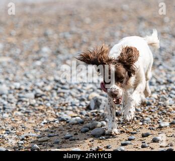 Welsh Springer sulla spiaggia Foto Stock