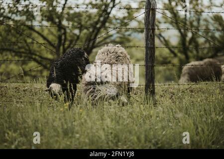 Gruppo di capre e pecore su un prato dietro barbato filo Foto Stock