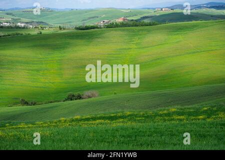 Colline e casali in Val d'Orcia, Toscana, Italia Foto Stock