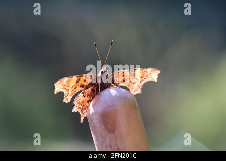 immagine retroilluminata della virgola farfalla seduta sopra un bastone di ciminella, con ali quasi trasparenti Foto Stock