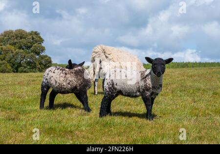 Coppia di agnelli primaverili con una pecora (Ovis aries) sull'erba in un campo in primavera nel Parco Nazionale di Arundel sul South Downs in West Sussex, Inghilterra, Regno Unito. Foto Stock