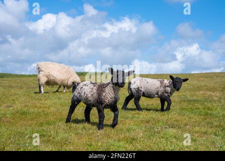 Coppia di agnelli primaverili con una pecora (Ovis aries) sull'erba in un campo in primavera nel Parco Nazionale di Arundel sul South Downs in West Sussex, Inghilterra, Regno Unito. Foto Stock