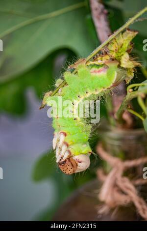 Un bruco che sta costruendo il suo crisalide prima che metamorfosi e diventi una farfalla. Macro fotografia del bellissimo insetto verde arroccato o Foto Stock