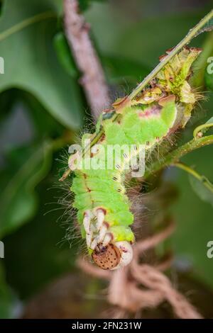 Un bruco che sta costruendo il suo crisalide prima che metamorfosi e diventi una farfalla. Macro fotografia del bellissimo insetto verde arroccato o Foto Stock