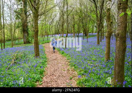 Una donna cammina su un sentiero attraverso i boschi con il pavimento della foresta coperto di bluebells vicino a Walstead nel Sussex occidentale, Inghilterra. Foto Stock