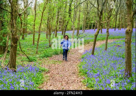 Una donna cammina su un sentiero attraverso i boschi con il pavimento della foresta coperto di bluebells vicino a Walstead nel Sussex occidentale, Inghilterra. Foto Stock