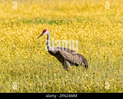 Sandhill Crane nel Coreopsis o Tickseed fiori selvatici nel Area Big Flats del Myakka River state Park a Sarasota Florida Stati Uniti Foto Stock