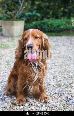 Ritratto del cane di un cocker inglese Foto Stock