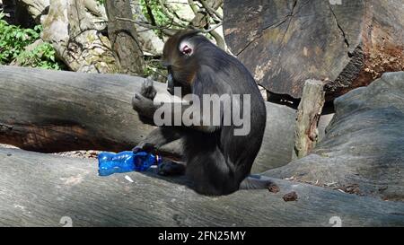 Mandrill ride seduto su un tronco di albero e tenendo un flacone di plastica Foto Stock