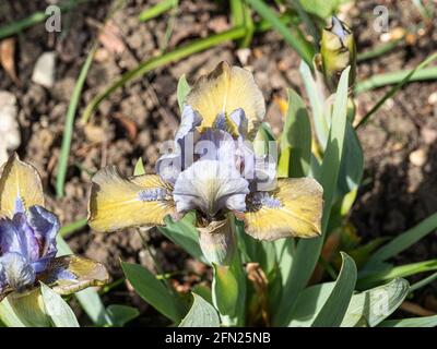 Un primo piano di un singolo fiore lilla cremoso di Il nano Iris Hocus Pocus Foto Stock