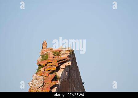 Gheppio minore (Falco naumanni). Femmina appollaiato sulla cima di casa in rovina. Malaga, Andalusia, Spagna. Foto Stock