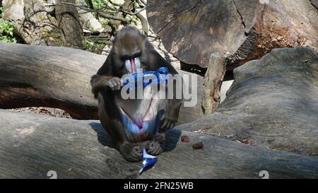 Mandrill ride seduto su un tronco di albero e studiare un flacone di plastica Foto Stock